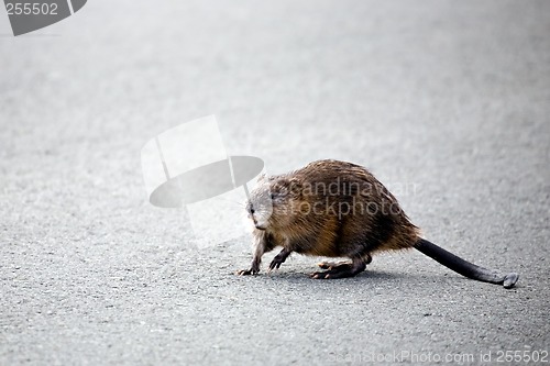 Image of muskrat