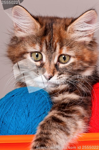 Image of Kitten with clews of thread