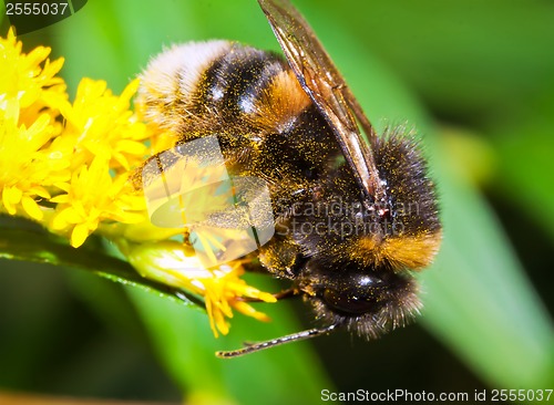 Image of Bumblebee