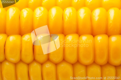 Image of Corn