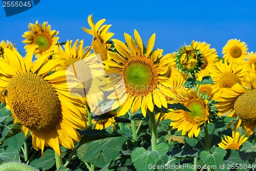 Image of Sunflowers