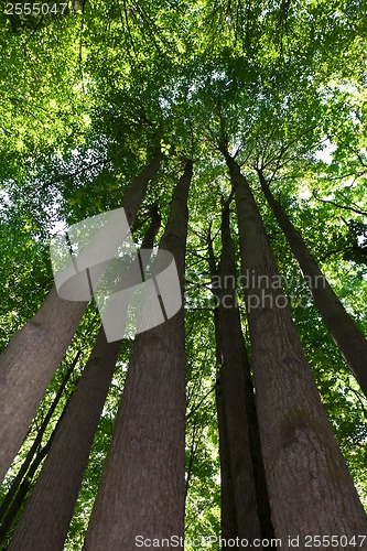 Image of Green forest