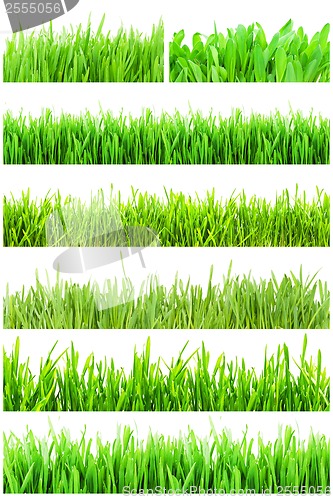 Image of Green grass