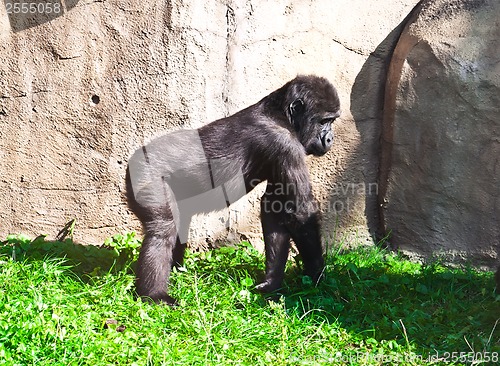 Image of Gorilla