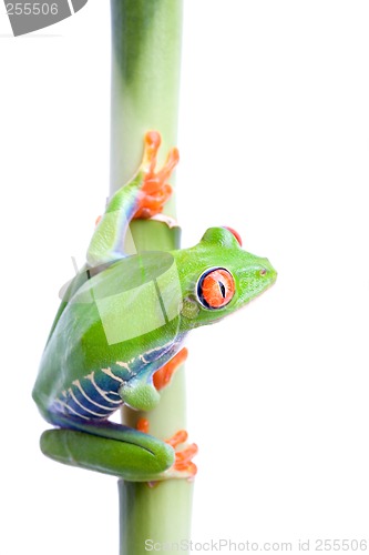 Image of frog on bamboo