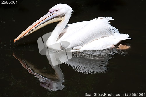 Image of Pelican