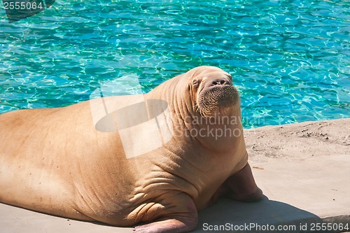 Image of Walrus