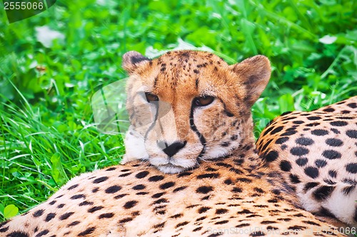 Image of Cheetah