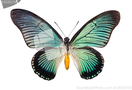 Image of Butterfly Papilio Zalmoxis