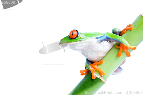 Image of red-eyed tree frog