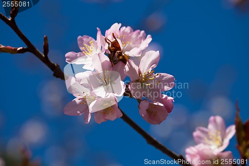 Image of Cherry blossom