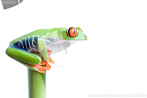 Image of frog on top of the world