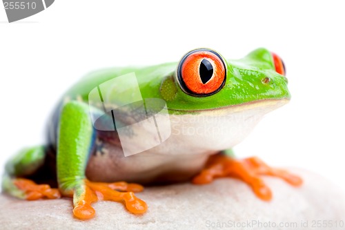 Image of frog