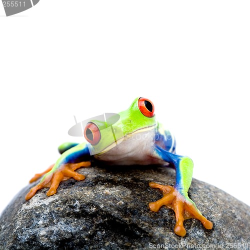 Image of frog on rock