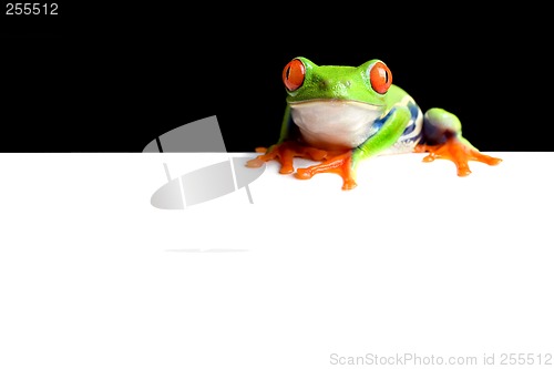 Image of frog border