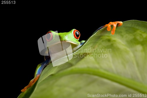 Image of frog on a leaf isolated black