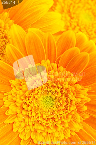 Image of flower background