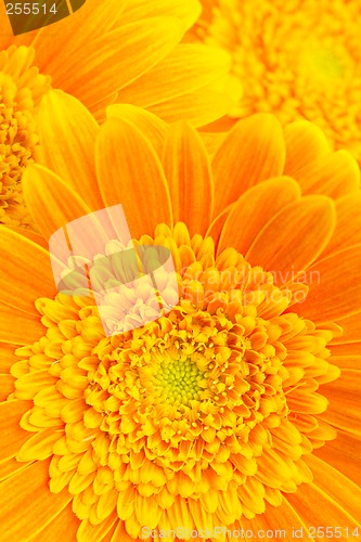 Image of flower background