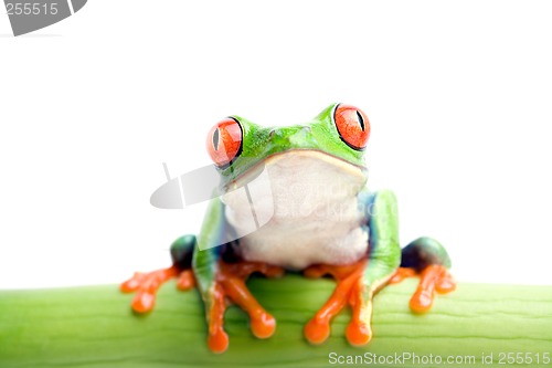 Image of frog on bamboo