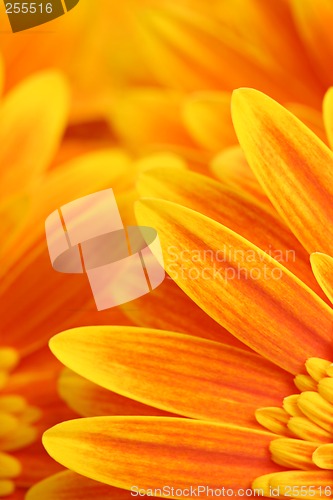 Image of flower abstract