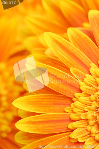 Image of daisy petals background