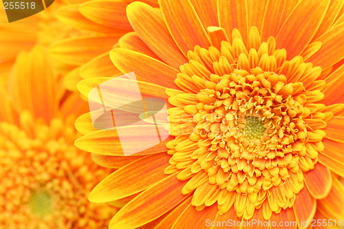 Image of flower background