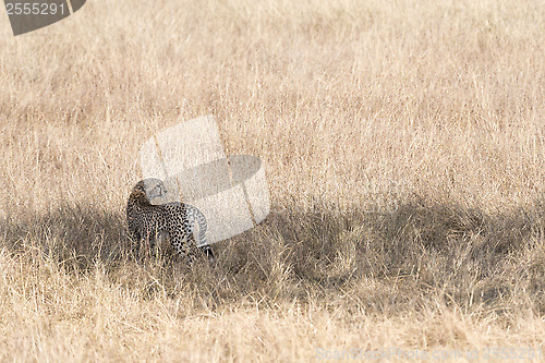 Image of cheetah in savanna