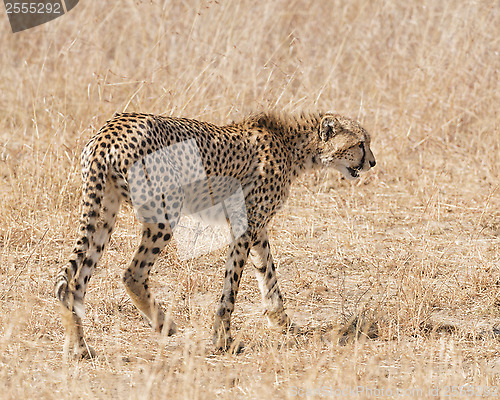 Image of cheetah