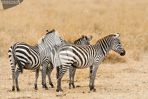 Image of herd of zebras 