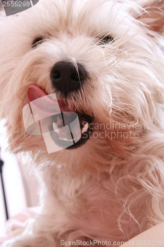 Image of Dog yawning
