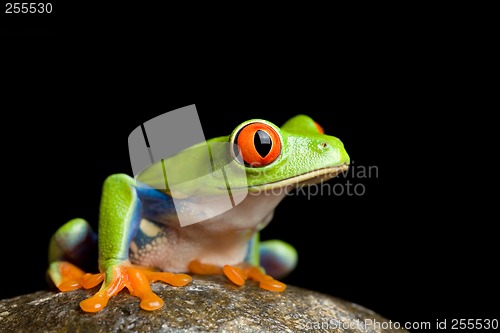 Image of frog on a rock