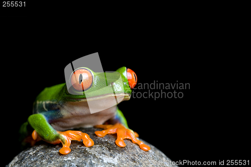 Image of frog on a rock