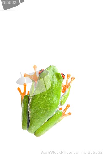 Image of frog top view isolated