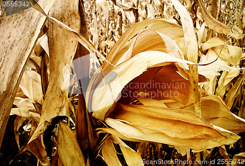 Image of Corn - vintage on autumn