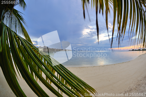 Image of tropical beach