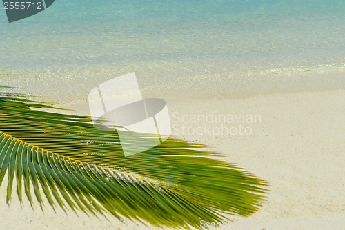 Image of tropical beach