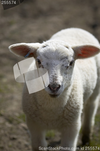 Image of Lamb