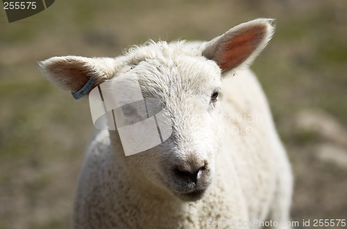 Image of Lamb