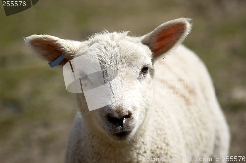 Image of Lamb