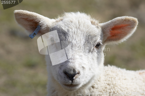 Image of Lamb