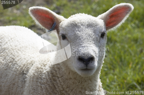 Image of Lamb