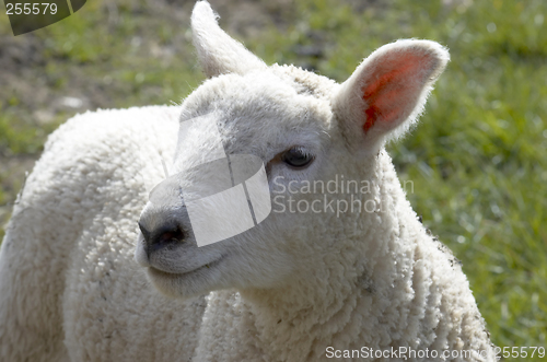 Image of Lamb