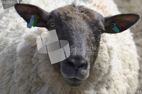 Image of Sheep