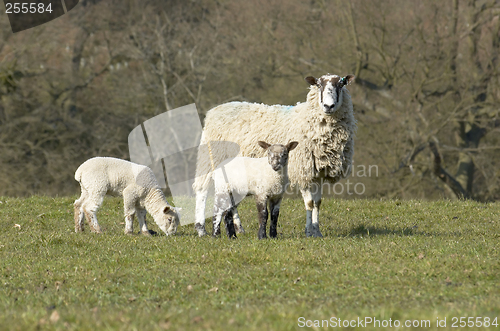 Image of Yew and Lambs