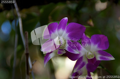 Image of Orchid flowers in bloom