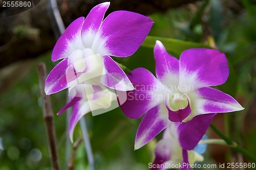 Image of Purple and White Orchid Flowers