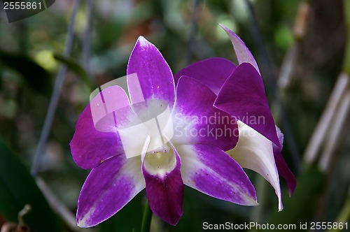 Image of Purple and White Orchids Outdoors