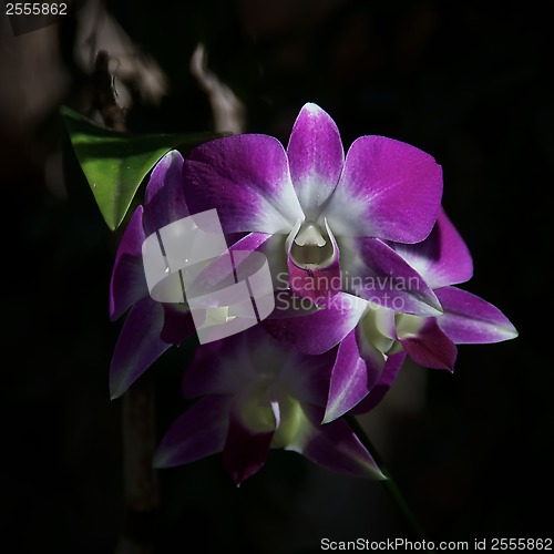 Image of Purple Orchids Front View