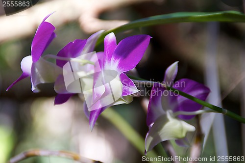 Image of Purple Orchids Side View