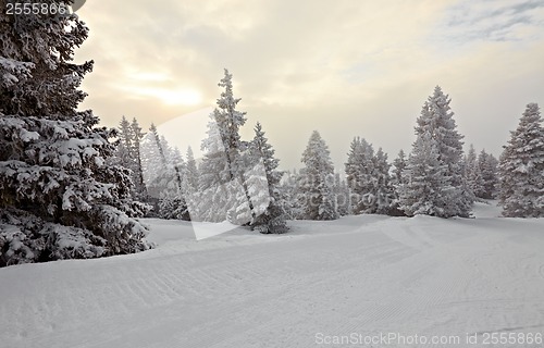 Image of Winter forest